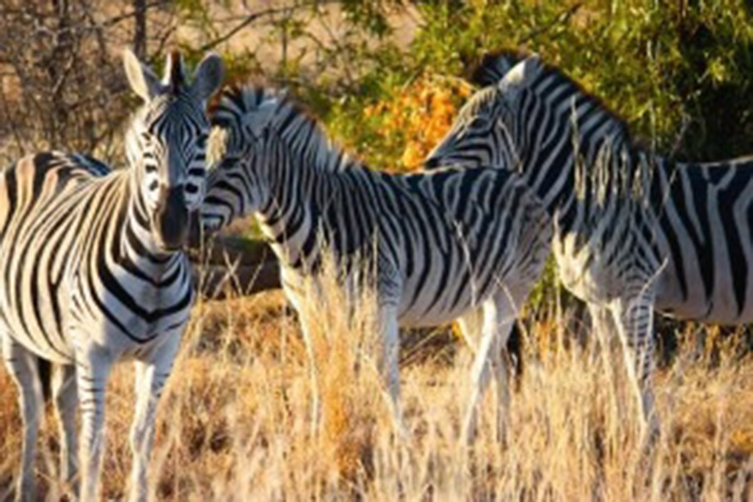 Zebras out in the wild